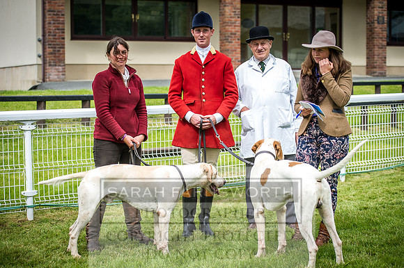 Builth Hound Show 2016-51