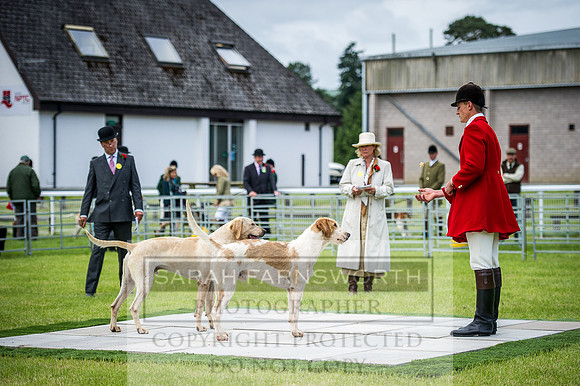 Builth Hound Show 2016-6