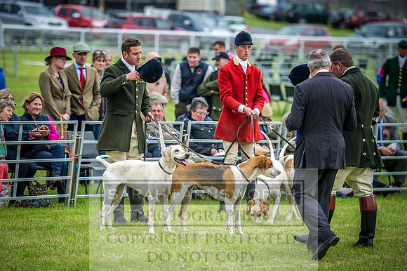 Builth Hound Show 2016-260