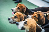 Great Yorkshire Show 2016 - Beagles and Harriers