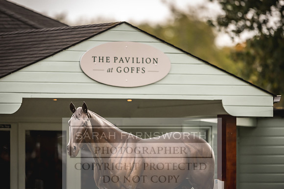 Goffs Orby 2022 Day 1-41