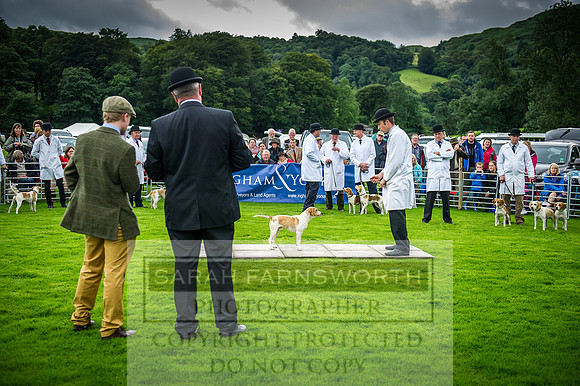 Rydal Hound Show 2016-8