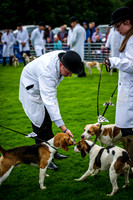 Rydal Hound Show 2016-1