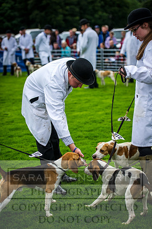 Rydal Hound Show 2016-1