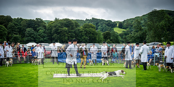 Rydal Hound Show 2016-5