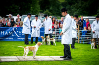 Rydal Hound Show 2016-9
