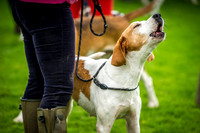 Rydal Hound Show 2016-11