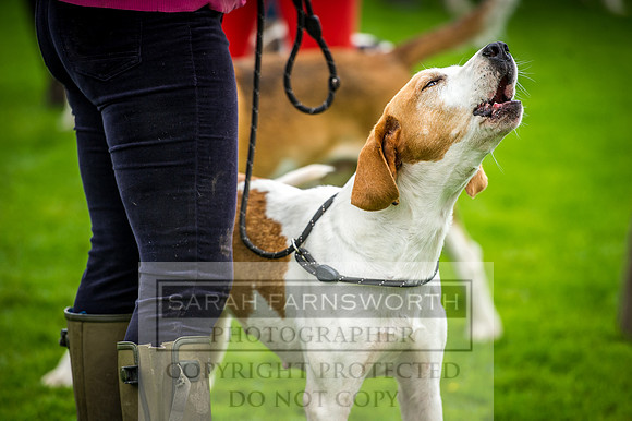 Rydal Hound Show 2016-11
