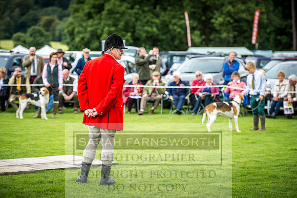 Rydal Hound Show 2016-15