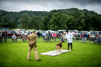 Rydal Hound Show 2016-16