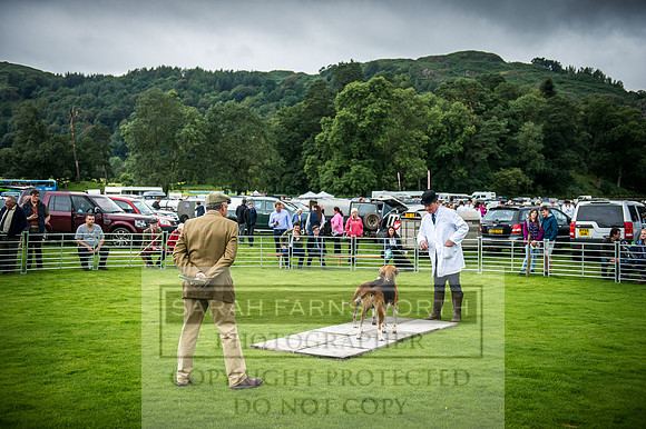 Rydal Hound Show 2016-16