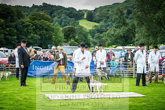 Rydal Hound Show 2016-6