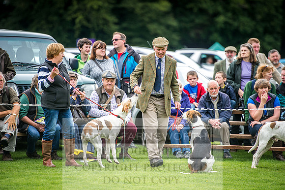 Rydal Hound Show 2016-13