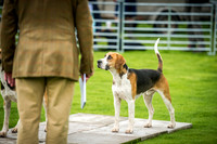 Rydal Hound Show 2016-18