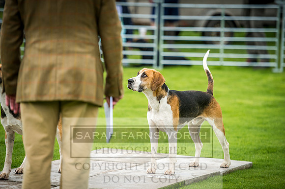 Rydal Hound Show 2016-18