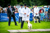Rydal Hound Show 2016-4