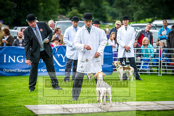 Rydal Hound Show 2016-4