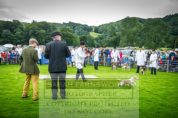 Rydal Hound Show 2016-7