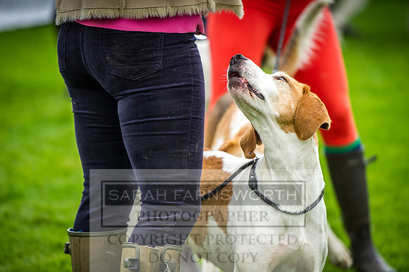 Rydal Hound Show 2016-10