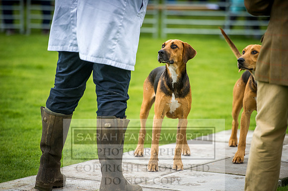 Rydal Hound Show 2016-17