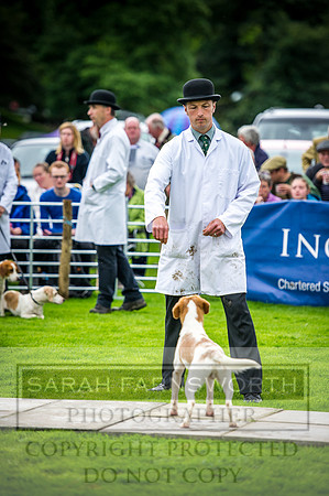 Rydal Hound Show 2016-3