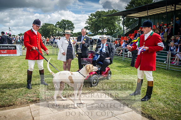 Honiton Hound Show 2016-112