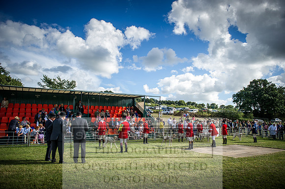 Honiton Hound Show 2016-241