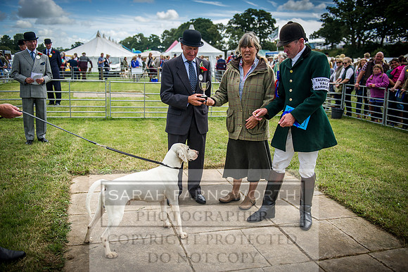 Honiton Hound Show 2016-49