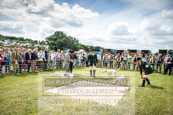 Honiton Hound Show 2016-132