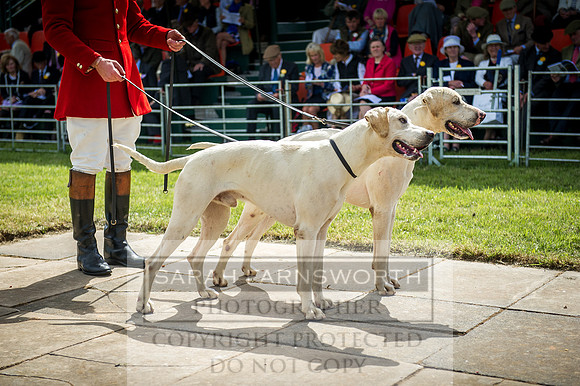 Honiton Hound Show 2016-79