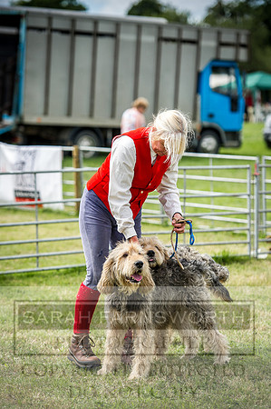 Honiton Hound Show 2016-152