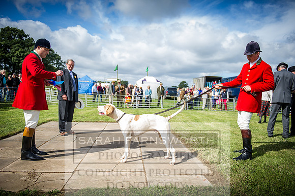 Honiton Hound Show 2016-9