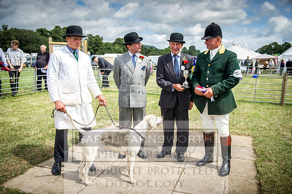 Honiton Hound Show 2016-137