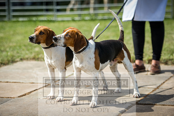 Honiton Hound Show 2016-71