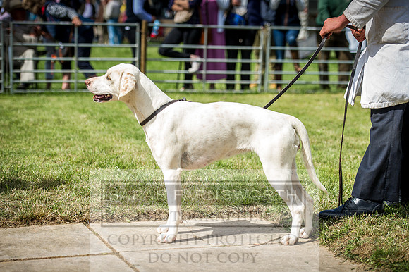 Honiton Hound Show 2016-76