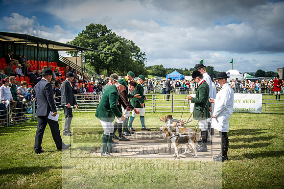 Honiton Hound Show 2016-35