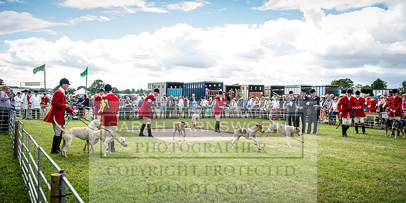 Honiton Hound Show 2016-198