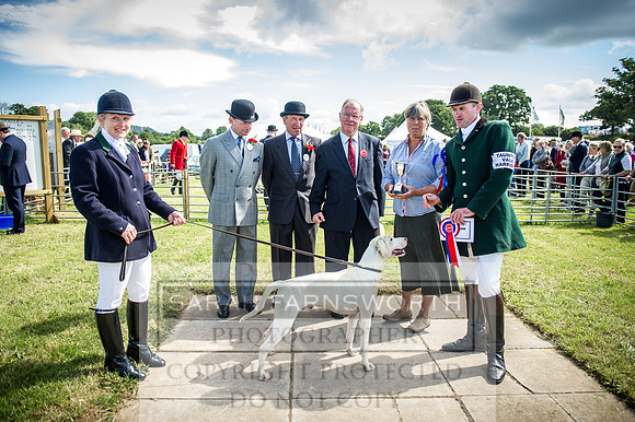Honiton Hound Show 2016-68