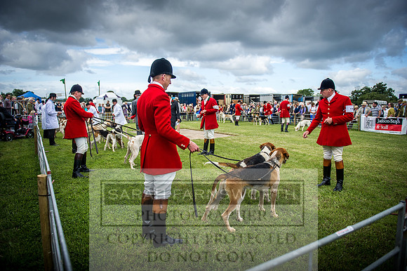Honiton Hound Show 2016-44