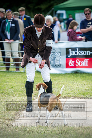 Honiton Hound Show 2016-73