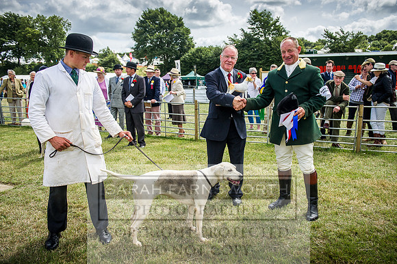 Honiton Hound Show 2016-146