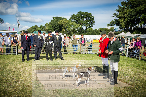 Honiton Hound Show 2016-236