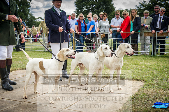 Honiton Hound Show 2016-126