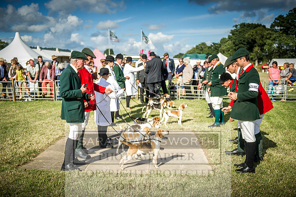 Honiton Hound Show 2016-249