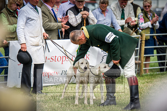Honiton Hound Show 2016-134