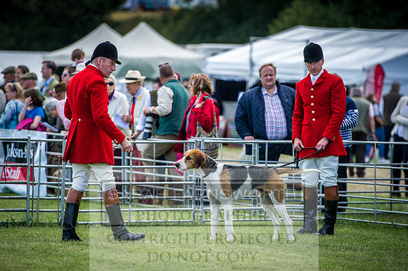 Honiton Hound Show 2016-58