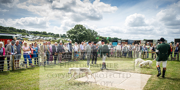 Honiton Hound Show 2016-131