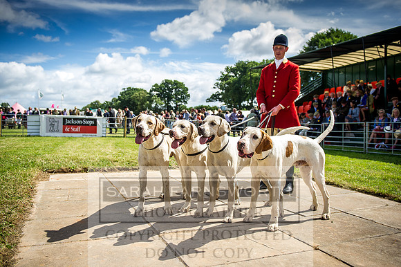 Honiton Hound Show 2016-96