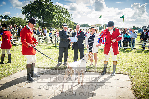 Honiton Hound Show 2016-244