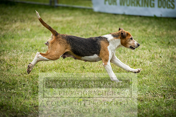 Honiton Hound Show 2016-207